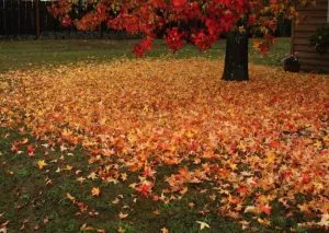 Leaf Removal