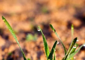 St. Louis Overseeding